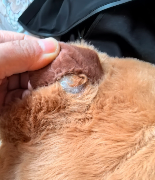 et Plush Toys Keep Tearing
